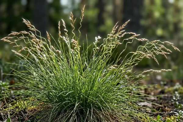 Metsälauha kasvamassa suomalaisessa kangasmetsässä.