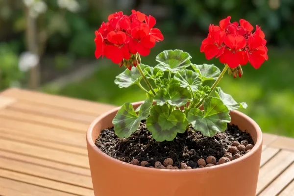 Värikkäitä pelargonioita Rustan ruukuissa.